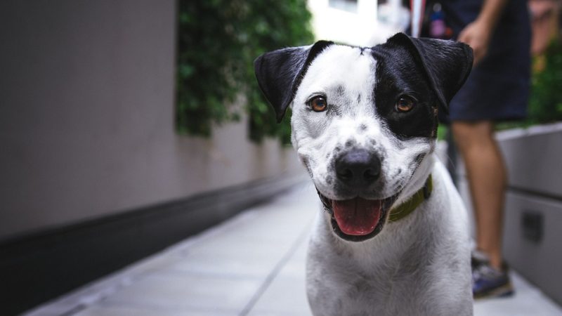 STJ decide que condomínio não pode proibir animais domésticos